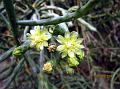 Bush Pencil Cholla